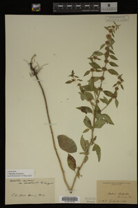 Image Associated With the Occurrence