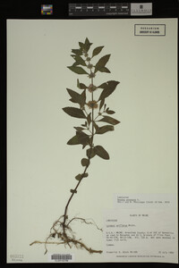 Image Associated With the Occurrence