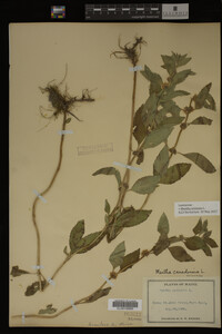 Image Associated With the Occurrence