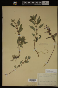 Image Associated With the Occurrence