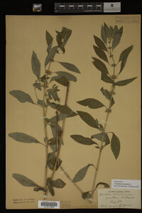 Image Associated With the Occurrence