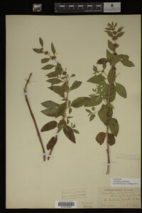 Image Associated With the Occurrence