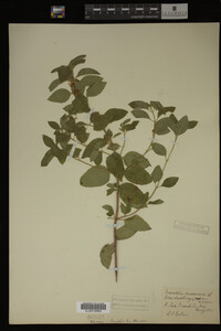 Image Associated With the Occurrence