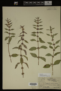 Image Associated With the Occurrence