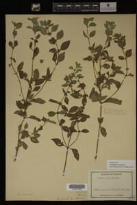 Image Associated With the Occurrence
