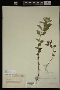Image Associated With the Occurrence