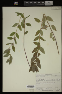 Image Associated With the Occurrence