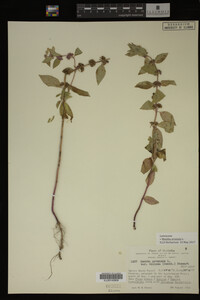 Image Associated With the Occurrence