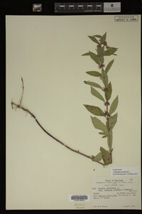 Image Associated With the Occurrence