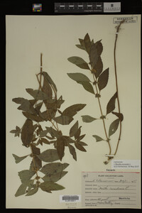 Image Associated With the Occurrence