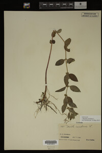 Image Associated With the Occurrence