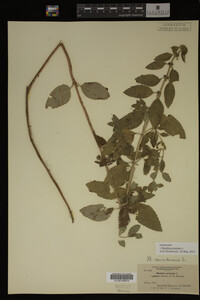 Image Associated With the Occurrence