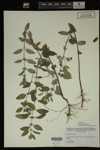 Image Associated With the Occurrence