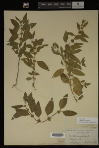 Image Associated With the Occurrence