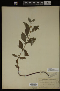 Image Associated With the Occurrence