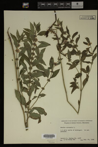 Image Associated With the Occurrence