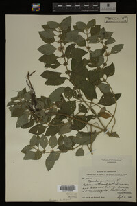 Mentha arvensis image