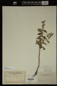 Image Associated With the Occurrence