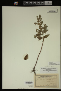 Image Associated With the Occurrence