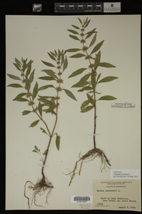 Image Associated With the Occurrence