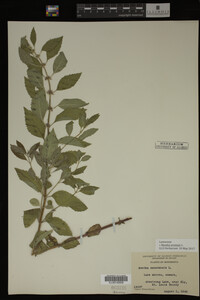 Image Associated With the Occurrence
