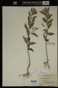 Image Associated With the Occurrence