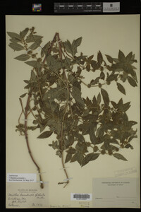 Image Associated With the Occurrence