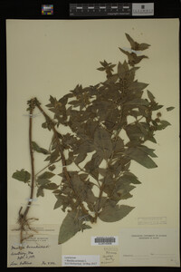Image Associated With the Occurrence