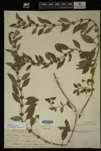 Image Associated With the Occurrence