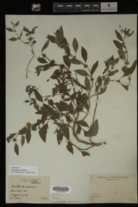 Image Associated With the Occurrence