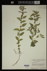 Image Associated With the Occurrence