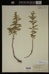 Image Associated With the Occurrence