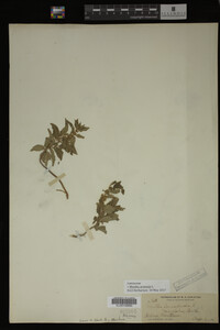 Image Associated With the Occurrence