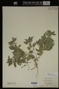 Image Associated With the Occurrence