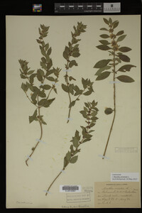 Image Associated With the Occurrence