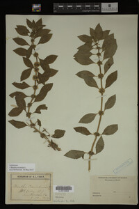Image Associated With the Occurrence
