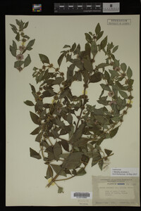 Image Associated With the Occurrence
