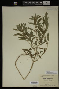 Image Associated With the Occurrence