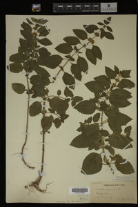 Image Associated With the Occurrence