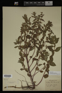 Image Associated With the Occurrence