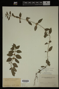 Image Associated With the Occurrence