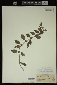 Image Associated With the Occurrence