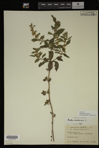 Image Associated With the Occurrence