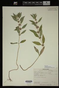 Image Associated With the Occurrence