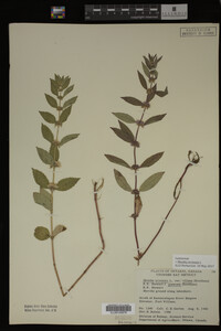 Image Associated With the Occurrence