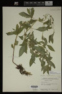 Image Associated With the Occurrence