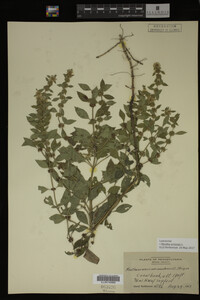Image Associated With the Occurrence
