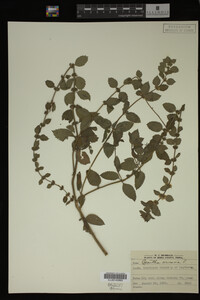 Image Associated With the Occurrence