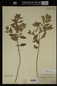 Image Associated With the Occurrence