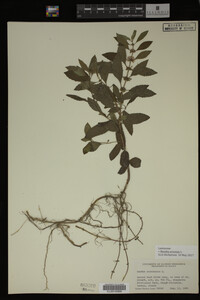 Image Associated With the Occurrence